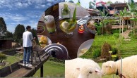 Kafe Bogor Ini Bikin Mata Sejuk Memandang Hingga Ada Mini Zoo yang Buat Bocil Girang, Yakin Nggak Mampir?
