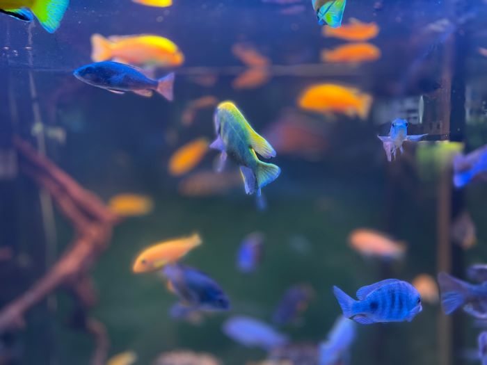 Supermarket Aquarium Terlengkap di Bogor! Ada Ikan Hias Harga Puluhan Juta!