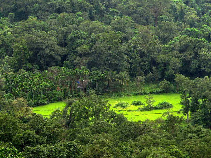 Leuweung Sancang Garut, Hutan Paling Keramat di Indonesia yang Menyimpan Keindahan Alam Luar Biasa