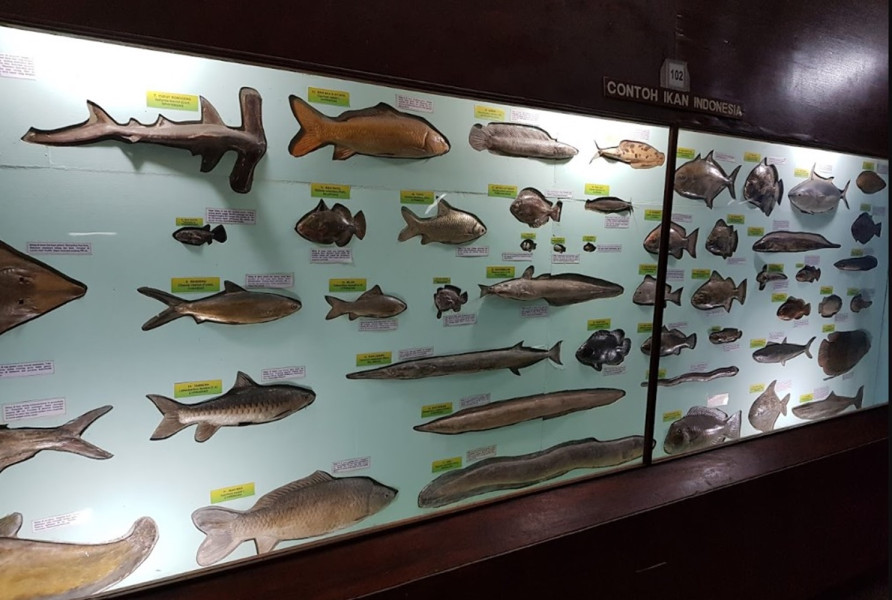 Menelusuri Keindahan Fauna di Museum Zoologi Bogor dan Kebun Raya yang Menakjubkan