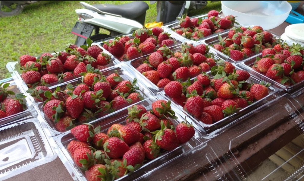 Kebun Strawberry Bogor, Tempat Ideal Petualangan Bersama Keluarga, Bisa Beli Bibit Strawberry dan Edukasi Tanaman Organik