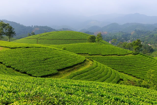 Eksplorasi Kebun Teh Sidamanik dan Air Terjun Bah Biak: Inilah Pesona Alam Siantar Medan