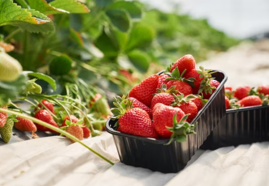 Menikmati Wisata Kebun Strawberry Sukadamai di Bogor, Destinasi Seru Petik Buah Sepuasnya