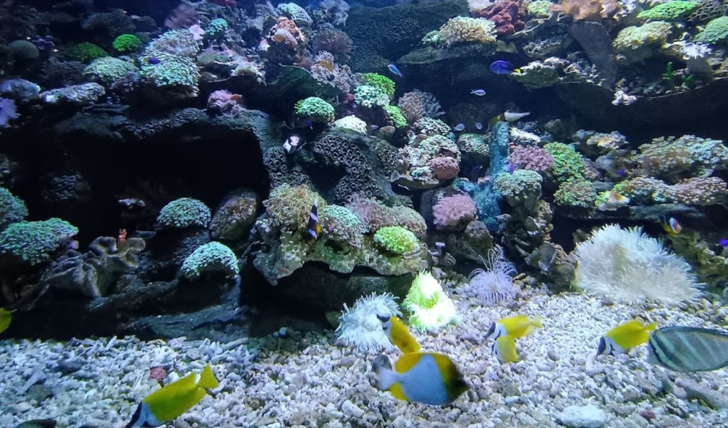 Serunya Petualangan Bawah Laut di Event Under The Sea Mal Ciputra Tangerang, Ada Ikan Hiu dan Putri Duyung