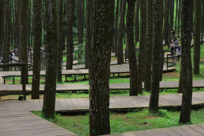 Buka Puasa dan Sahur Seru di Kafe Alam di Bogor Pengalaman Unik di Tengah Hutan Pinus