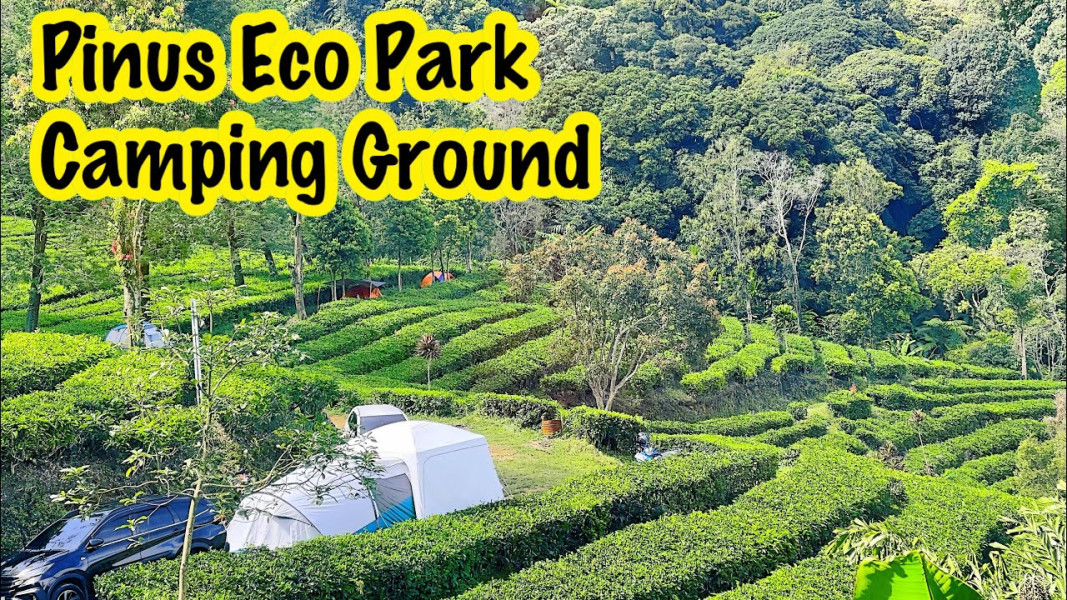 Review Pinus Eco Park Puncak Bogor, Camping di Tengah Kebun Teh Dengan Udara Sejuk Anti Polutan