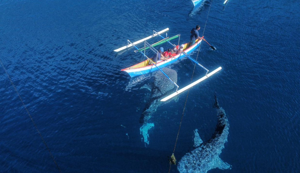 Wisata Snorkeling dan Diving Ini Lagi Naik Daun, Artis-Artis Jakarta Sampai Rela Dateng ke Sini Demi Ikan Hiu Paus di Botubarani Gorontalo