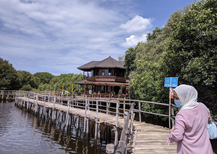 Taman Wisata Alam Mangrove Angke Kapuk Jakarta Utara Beneran Indah, Temukan Keajaiban Alam di Hutan Mangrove PIK