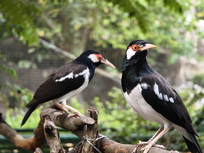 Wisata Keluarga Taman Burung Jaga Satwa Nusantara TMII: Destinasi Wisata yang Wajib Dikunjungi