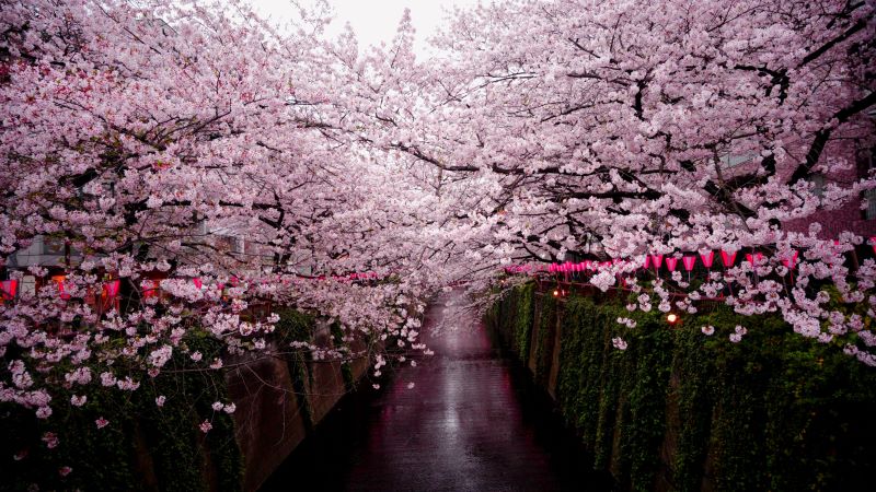 Taman Sakura Bogor, Keindahan Bunga Membuatmu Serasa Berada di Jepang Beneran