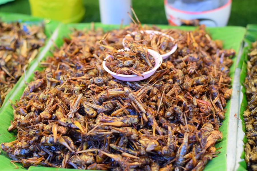 Ngemil Belalang Goreng Gunung Kidul yang Punya Nilai Gizi Tinggi, Rasa Pedas Manis Bikin Ketagihan