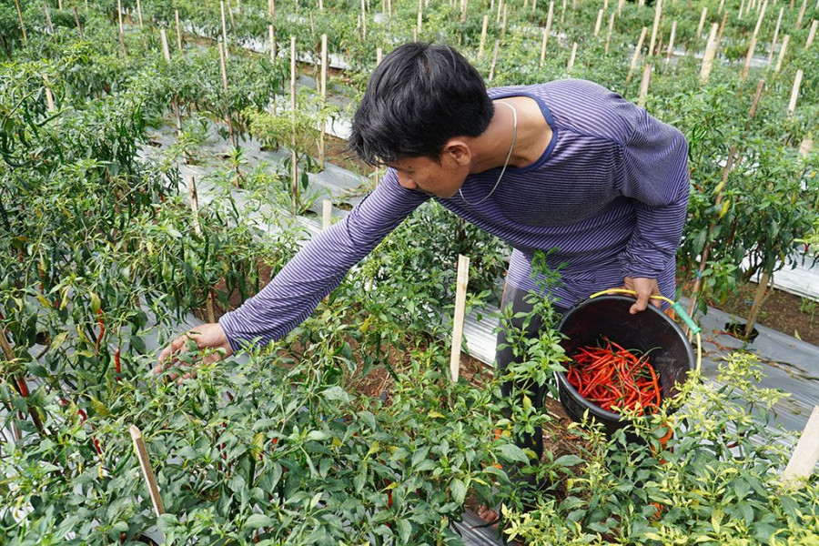 Masifkan Gerakan Pertanian Perkotaan, Panen Cabai Rawit di Kampung Rambay Kota Bogor