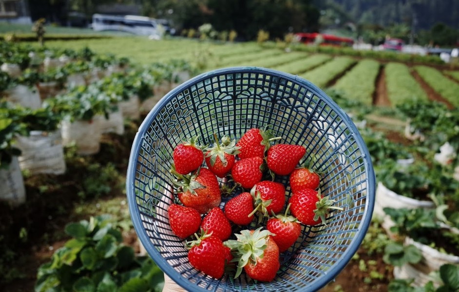 Wisata Petik Strawberry Sendiri di Perkebunan Tawangmangu Ini Lagi Viral Banget, Wisatawan Makan Strawberry Bikin Sehat
