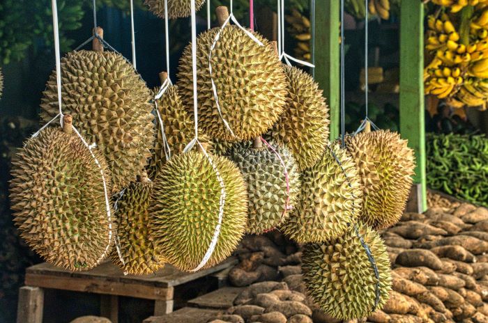 Dekat Exit Tol Sentul, Ada Destinasi Wisata Makan Durian di Bogor yang Sediakan Rajanya Durian Harganya Irit!