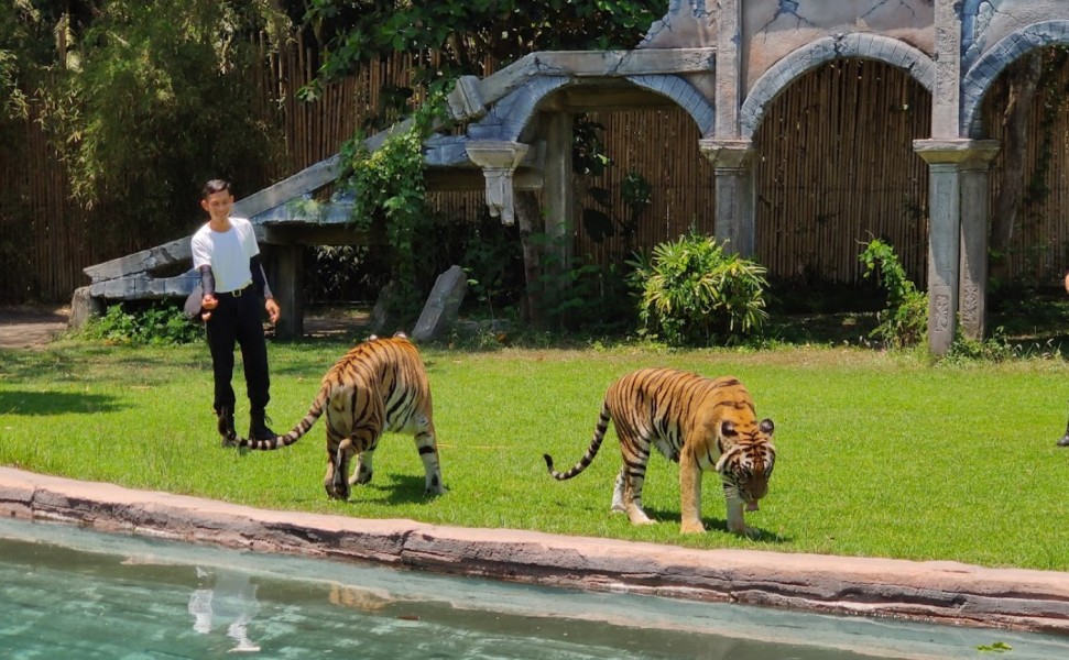 Tips Liburan ke Bali Safari Marine Park, Jadwal Show dan Aktivitas Seru untuk Keluarga