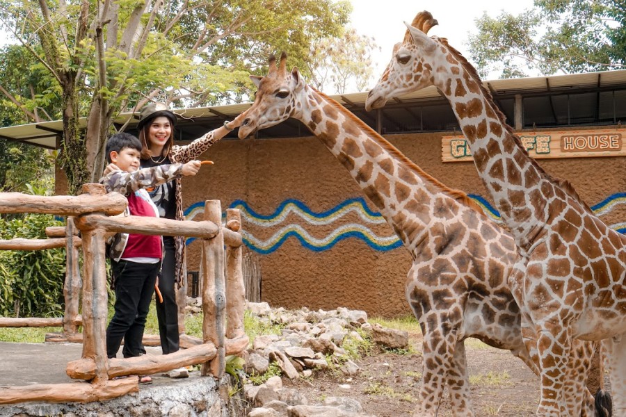 Buka Puasa Lebih Seru di Royal Safari Garden, Ada Zebra, Meerkat, dan Hiburan Lainnya!