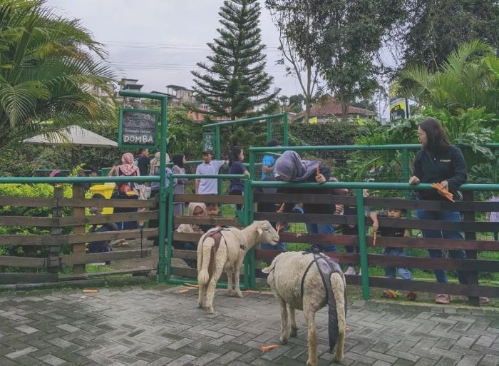HTM Cuma Rp10 Ribu Happy Farm Ciwidey Wisata di Bandung Ramah Keluarga dan Anak