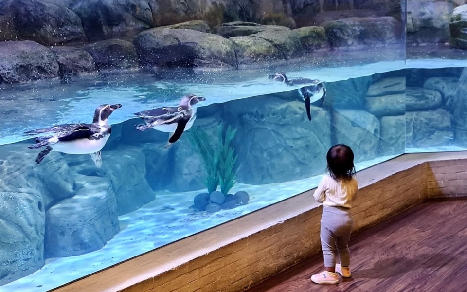 Winter in Tokyo, Pengalaman Liburan Musim Dingin di Jakarta Aquarium Safari