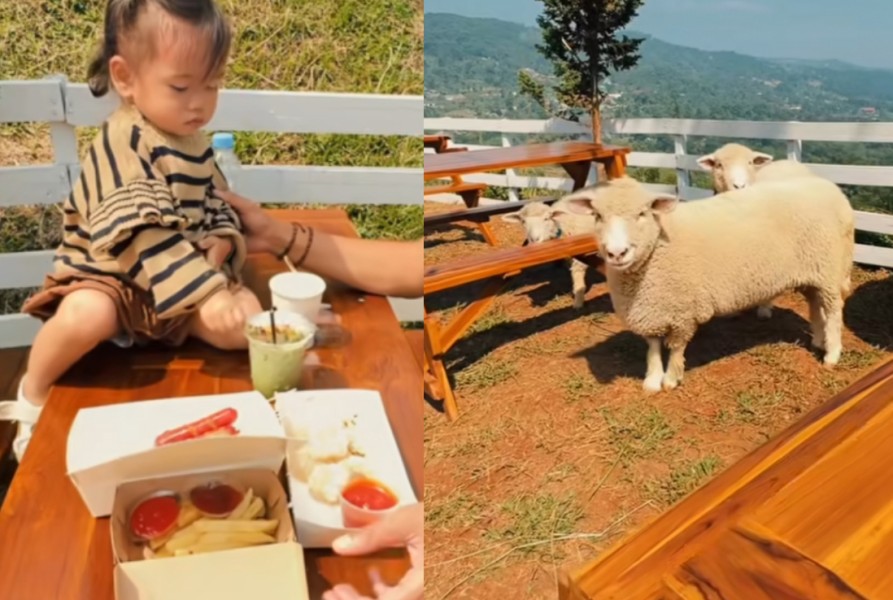 Kafe Bogor Ini Hadirkan Mini Zoo Bikin Bocil Betah Main Bareng Domba Kuda, Ortu Puas Nongkrong Nih!