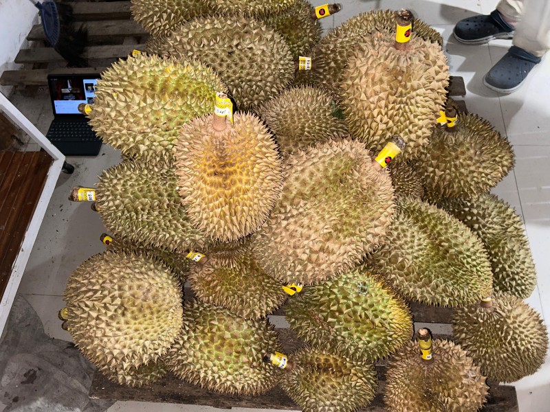 Spot Makan Durian Paling Lengkap di Tengah Kota Jogja, Bayar Rp100 Ribu Dapat 3 Buah!