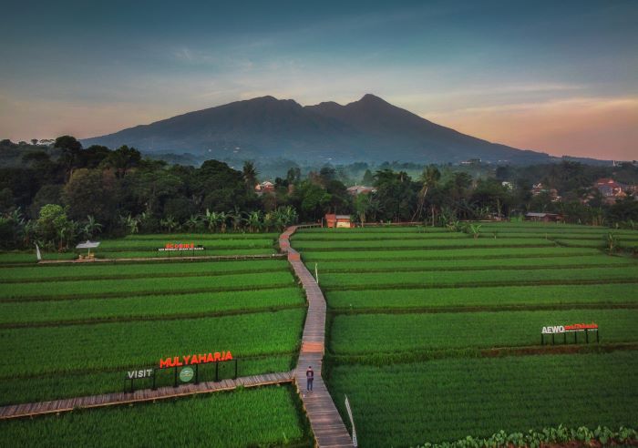 Tempat Healing Keluarga di Bogor, Wisata Sawah di Tengah Kota Mau Kulineran atau Santai-santaian Enak Banget di Sini!