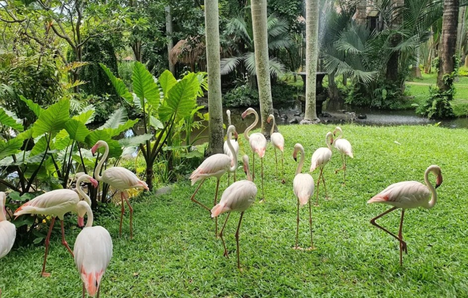 Wisata ke Bali Bird Park, Petualangan Keluarga yang Menyenangkan di Taman Burung Eksotis Bali