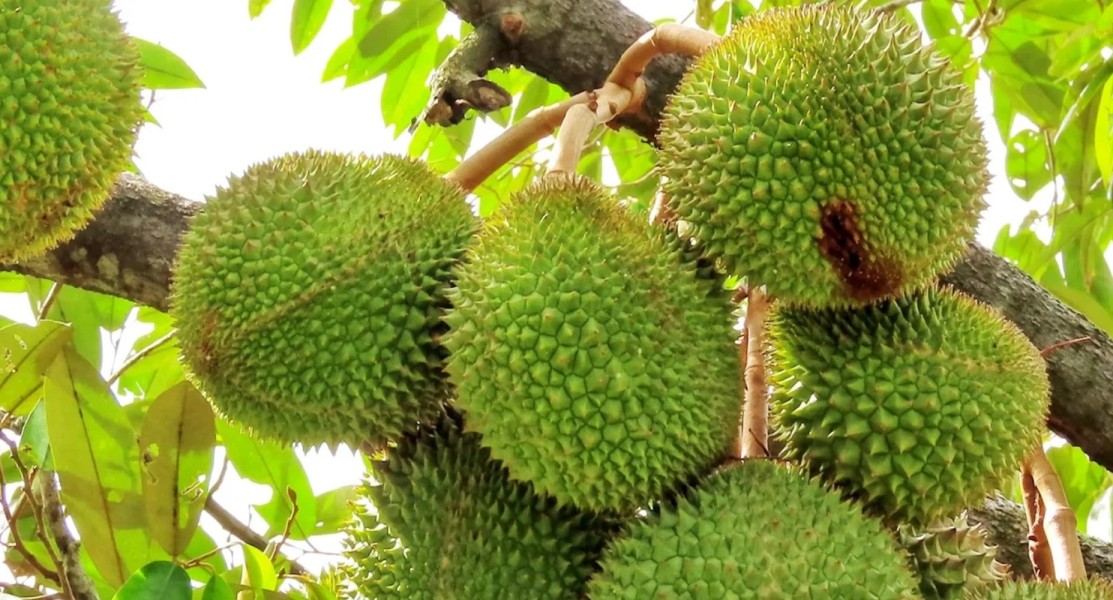 Agro Wisata Viral Ini Memanjakan Wisatawan Bisa Petik Buah Durian, Mangga, Semangka hingga Minum Madu Hutan Sepuasnya