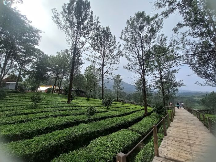 Wisata Menginap di Tengah Hamparan Kebun Teh di Puncak Bogor Bikin Healing Jadi Happy Pikiran Tenang!