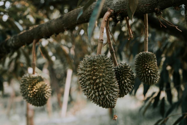 Wisata Kebun Durian di Cijeruk Bogor HTM Gratis, Makan Durian Sepuasnya Lansung dari Kebun