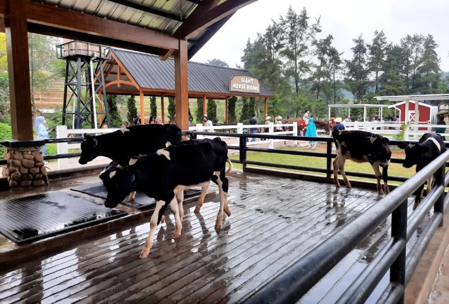 Promo Gokil Buy 2 Get 1 Free Buat Tiket Masuk Wisata ke Dairyland Farm Theme Park Puncak Bogor