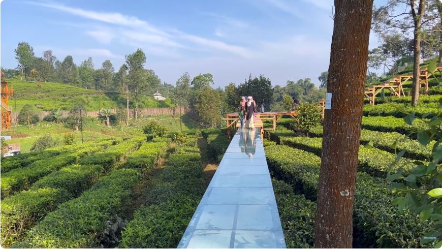 Wisata Jembatan Kaca di Tengah Hamparan Kebun Teh Bogor, Udara Segar Cocok Buat Healing