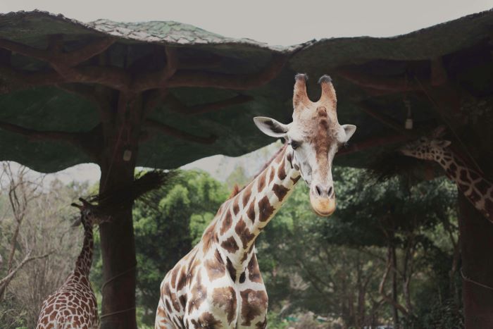 Taman Safari Ini Punya Koleksi Satwa dari Berbagai Dunia, Bawa Anak ke Sini Pasti Happy Sangat!