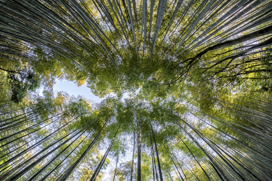 Ada Hutan Sejuk dan Teduh di Bekasi, Perjalanan Menuju Spot Ini Jadi Petualangan yang Menantang