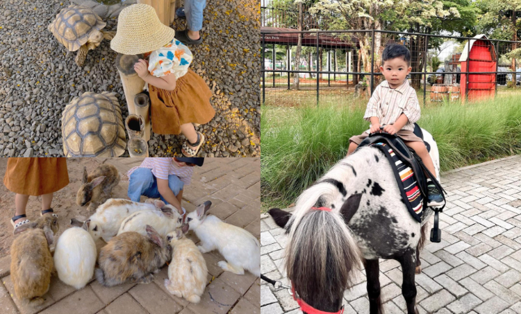 HTM Gratis! Bisa Ajak Anak Main di Mini Zoo Tangerang, Tersedia Kelas Berkuda dan Pony Ride