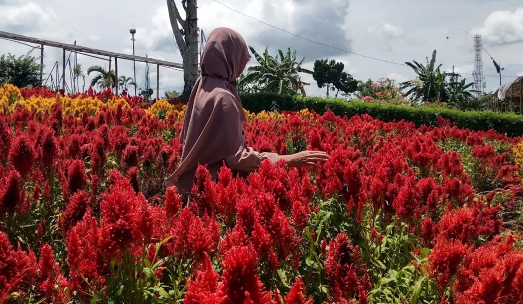 Berada di Agro Wisata Taman Bunga Warna-Warni ini Serasa di Surga Indah Banget, View Gunung Ijen dan Selat Bali
