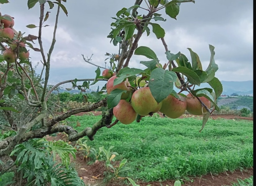 Wisata Keluarga yang Wajib Dicoba Rasakan Serunya Petik Apel Sepuasnya di Agro Rakyat Malang! Liburan Murah, Apel Gratis, dan Pemandangan Spektakuler