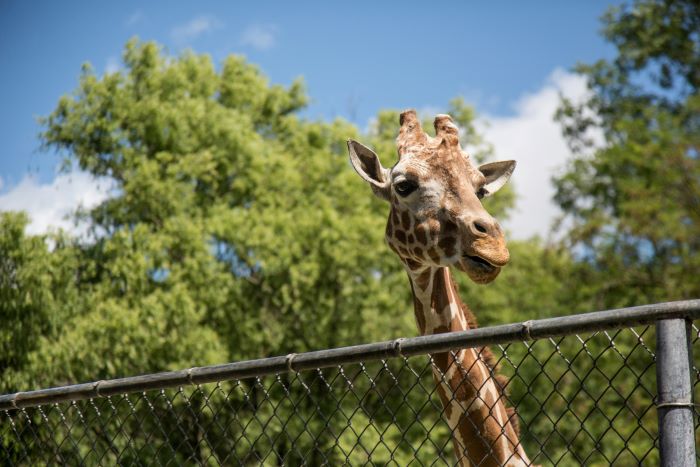 Lembang Park and Zoo, Destinasi Wisata Keluarga yang Luas dan Seru di Bandung