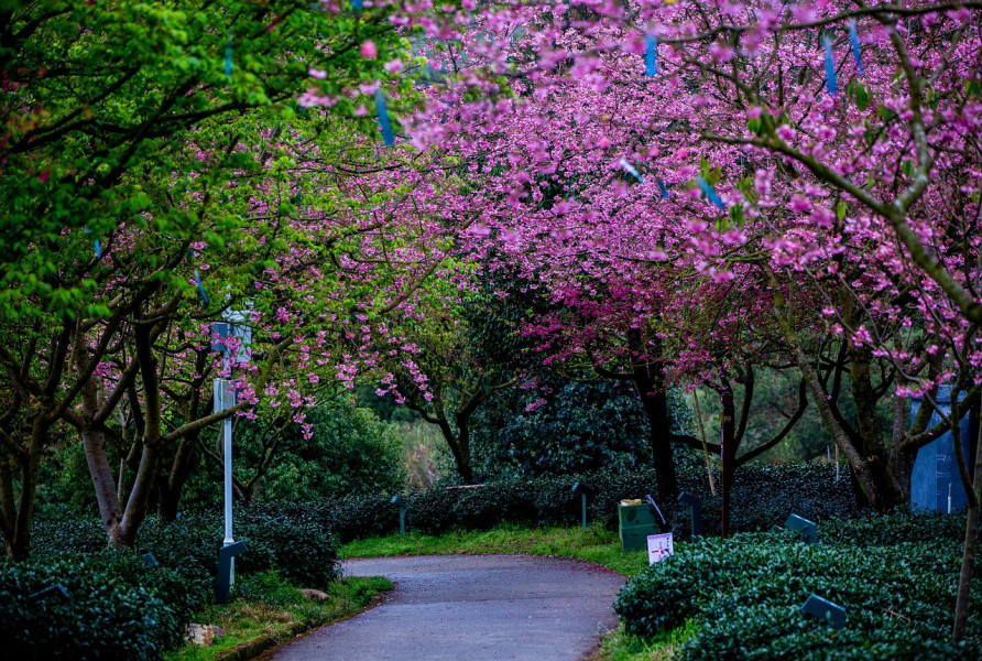 Selain Lihat bunga, Ini Aktivitas Menarik yang Bisa Kamu Lakukan di Taman Sakura Kebun Raya Cibodas