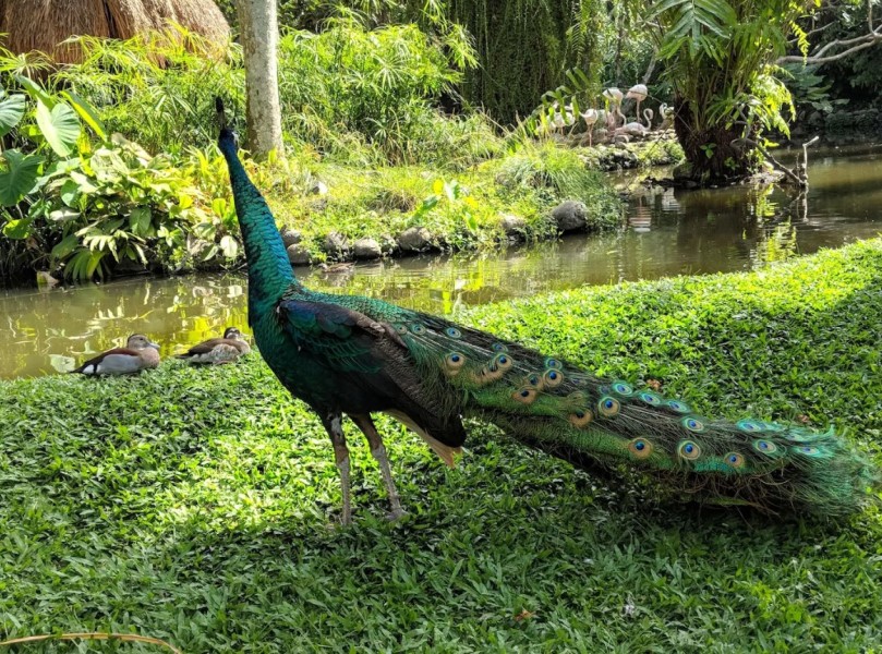 Pengalaman Mengunjungi Bali Bird Park, Wisata Edukatif dan Seru Bersama Keluarga