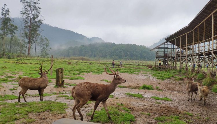 Wisata Paket Komplit Ranca Upas Ciwidey Bandung: Bisa Berendam Air Panas, Camping, Foto Cantik sampai Bermain dengan Rusa