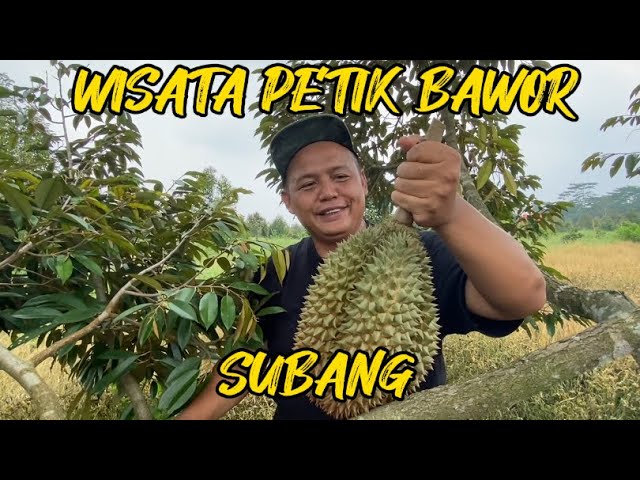 Wisata Petik Durian Bawor Subang, Surga Tersembunyi bagi Para Pecinta Duren