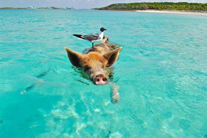 Mudah Diakses dari Jakarta, Inilah Pantai Pasir Putih Terluas dan Terindah di Barat Pulau Jawa Fasilitas Sangat Lengkap!