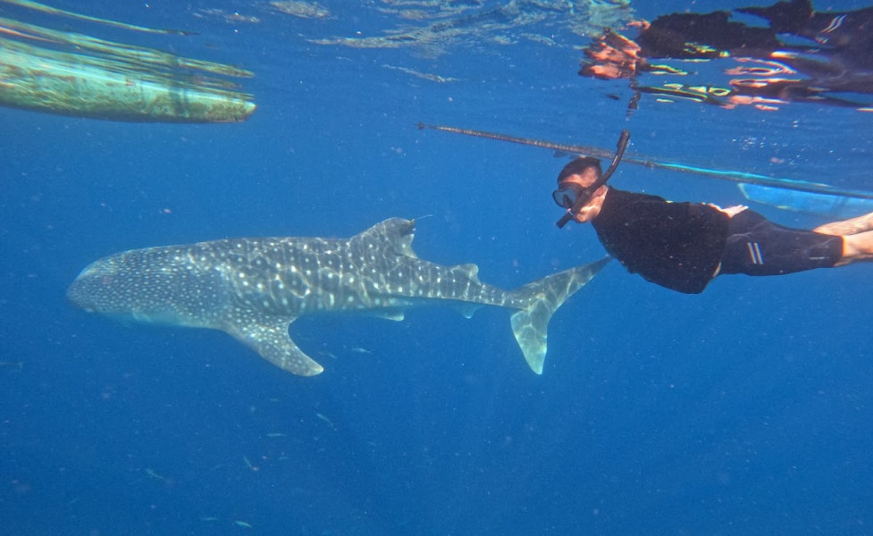 Ini Dia Wisata Menguji Adrenalin Foto Cantik Bareng Whale Shark Sherly Biar Kembaran Sama Prilly Latuconsina