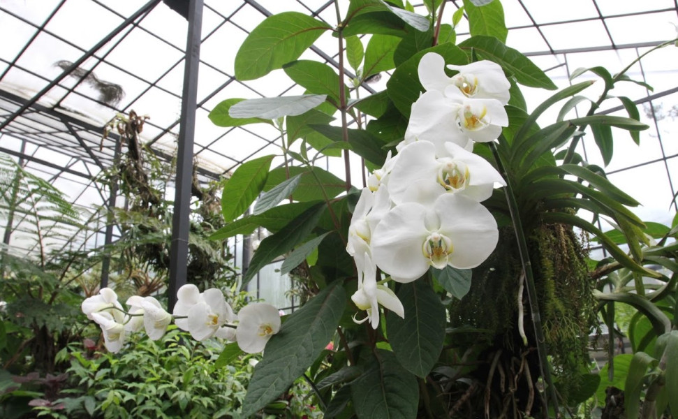 Temui Ribuan Anggrek Cantik dari Seluruh Dunia, Sensasi Liburan di Orchid Forest Cikole Bandung