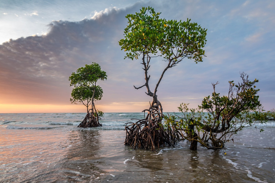 Review Jelajah Hutan Mangrove di Perbatasan Cilacap dan Kebumen, Pemandangan Cantiknya Bikin Kamu Termehek-mehek