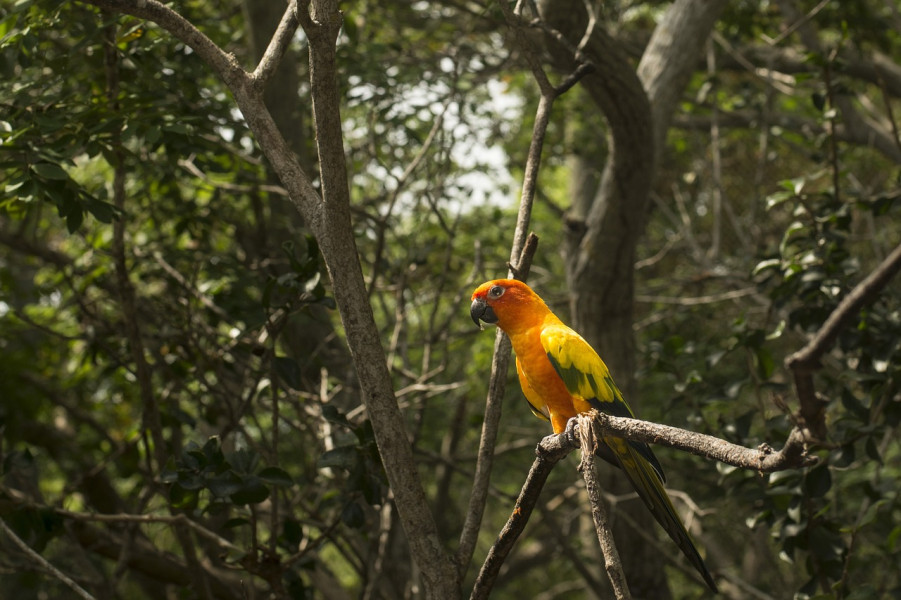 Wisata Tangerang Berasa di Amazon, Ini Dia Aviary Park Indonesia yang Bisa Bikin Kamu Tercengang