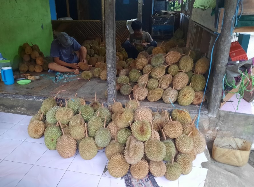 Musim Durian Telah Tiba, Berkunjung ke Surga Durian Tersembunyi di Leuwiliang Varietas Durian Cengal